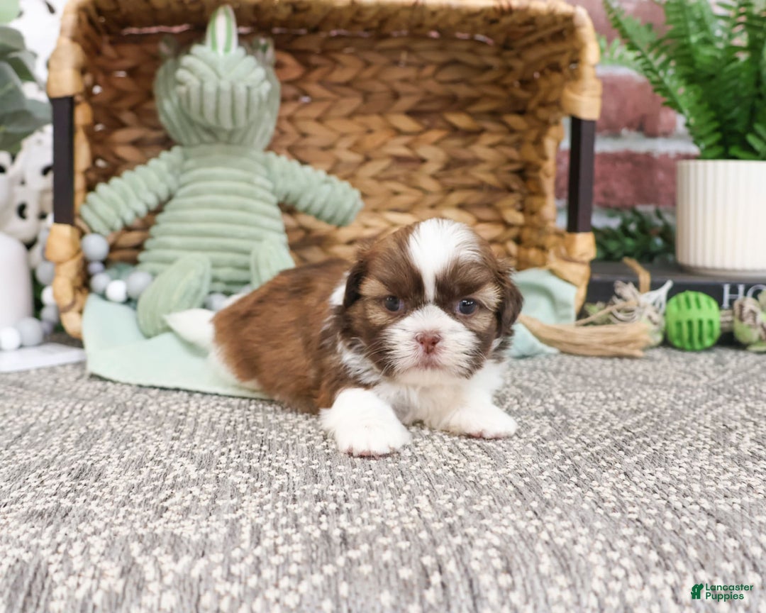 Shih Tzu dogs for sale: Blaze - Image 4