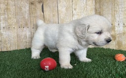 Golden Retriever dogs for sale: Bentley - Image 7