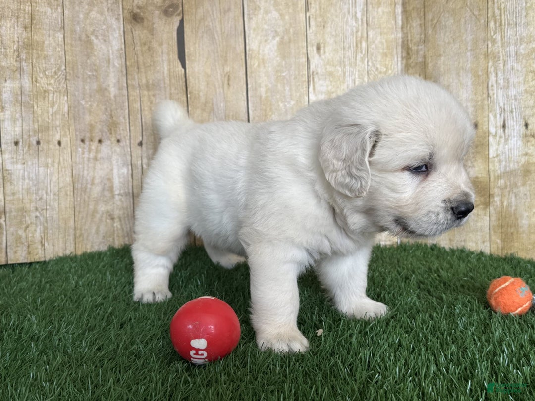 Golden Retriever dogs for sale: Bentley - Image 7