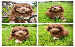 Havapoo dogs for sale: Rosie - Image 17