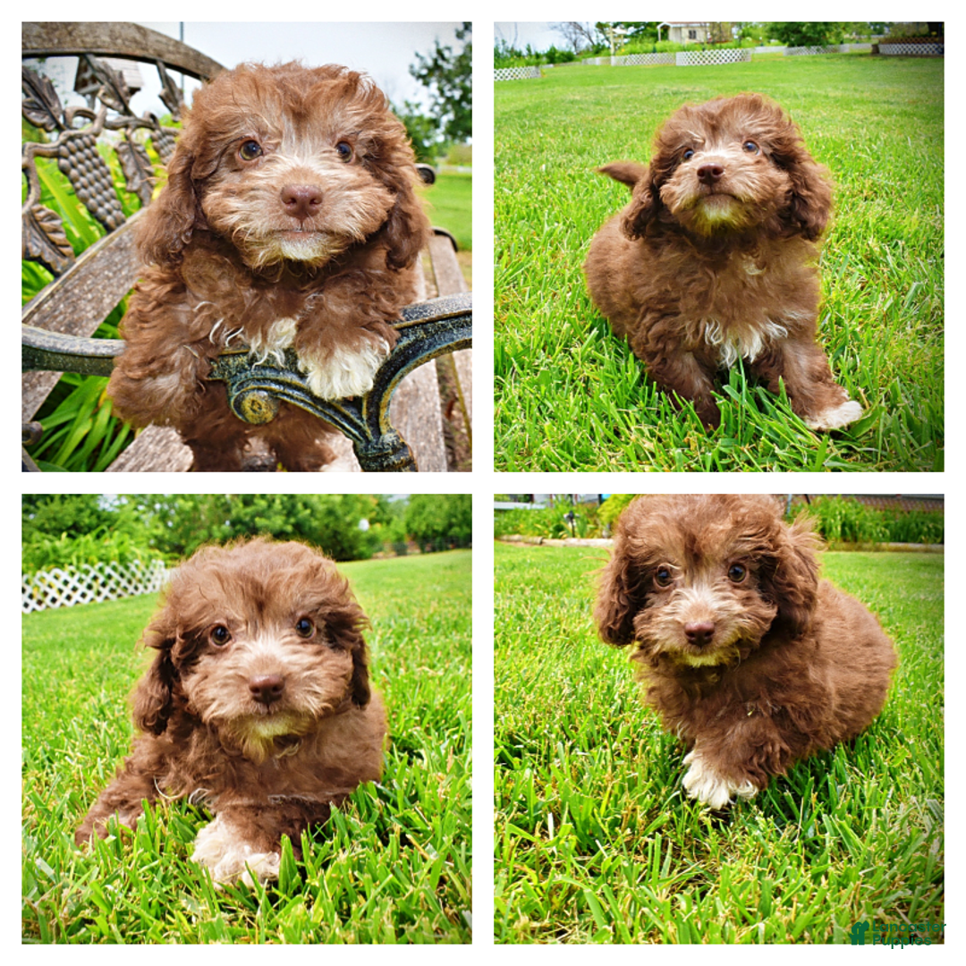 Havapoo dogs for sale: Rosie - Image 17