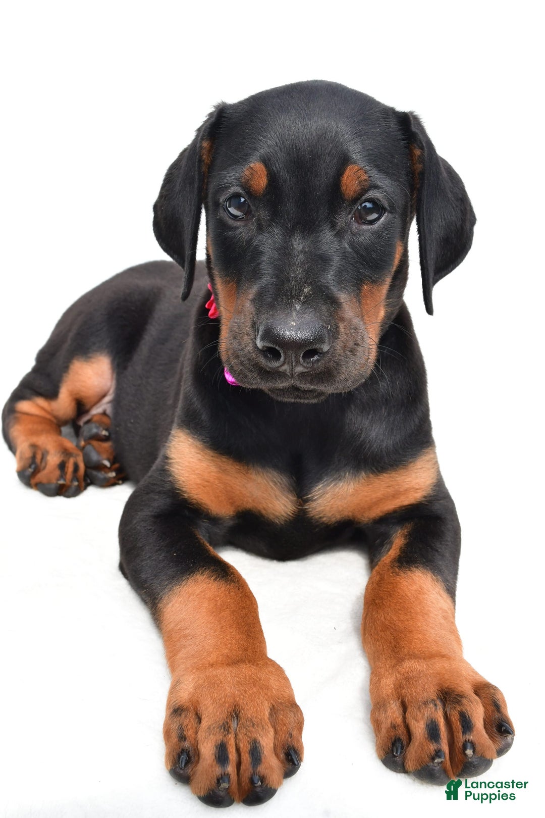 Doberman Pinscher dogs for sale: Misty - Image 1