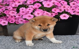 Shiba Inu dogs for sale: Emmy - Image 4