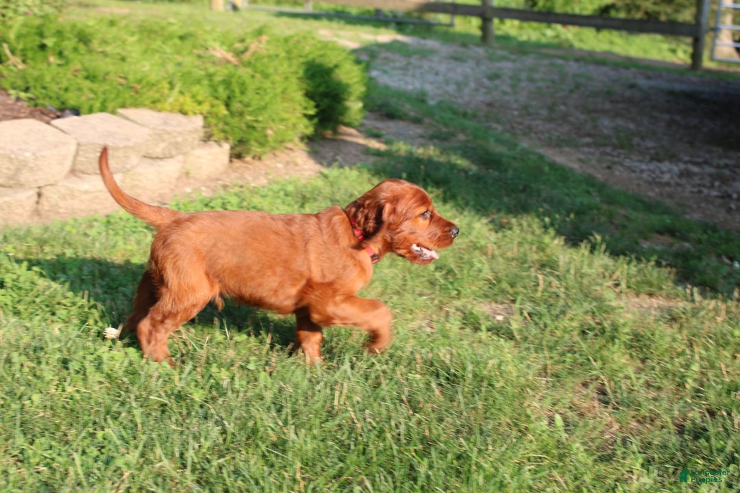 Irish Setter dogs for sale: simon - Image 1