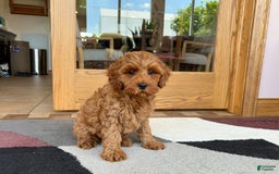 Cockapoo dogs for sale: Ray - Image 2