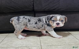 English Bulldog dogs for sale: Silver Sprinkles - Image 2