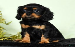 Cavalier King Charles Spaniel dogs for sale: Teddy - Image 3