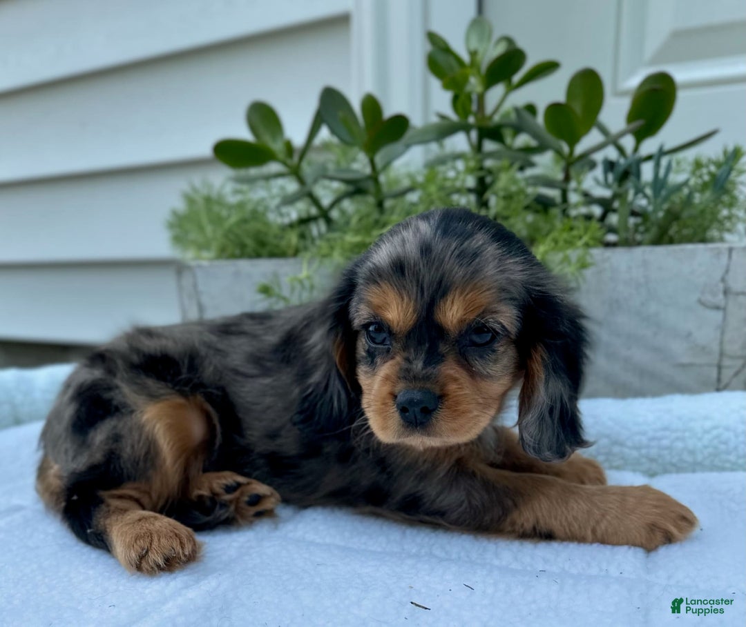 Cavalier King Charles Spaniel dogs for sale: Robby - Image 2