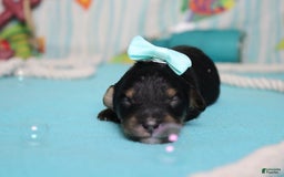 Mini Bernedoodle dogs for sale: Jan - Image 5