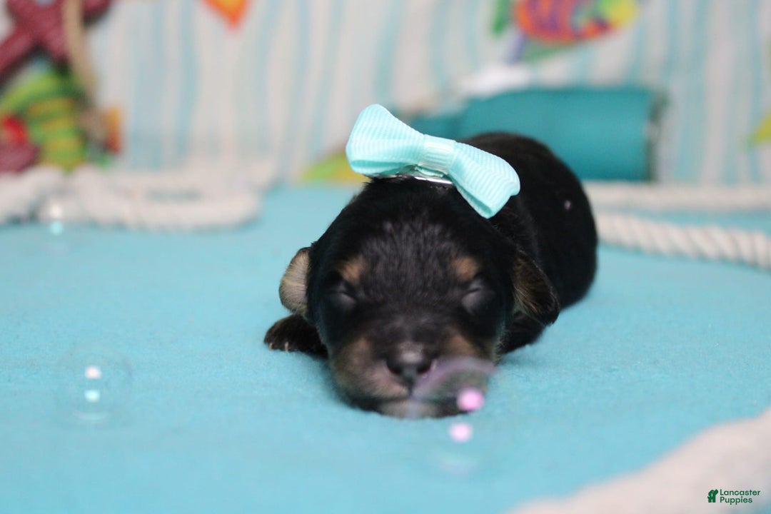 Mini Bernedoodle dogs for sale: Jan - Image 5