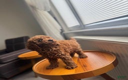 Toy Poodle dogs for sale: Teddy 🧸 - Image 2