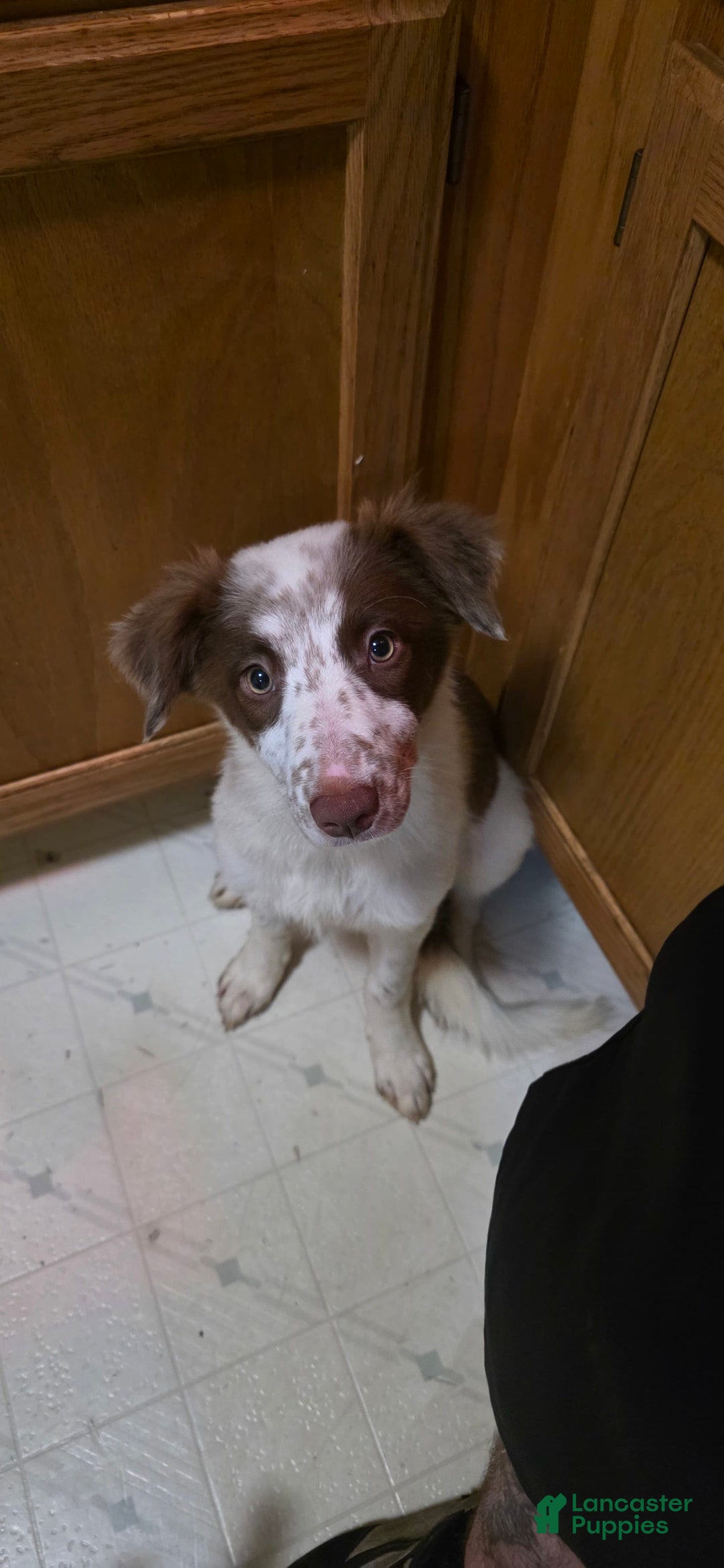 Border Collie dogs for sale: Vivy - Image 2
