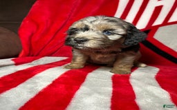 Mini Aussiedoodle dogs for sale: Canary - Image 5