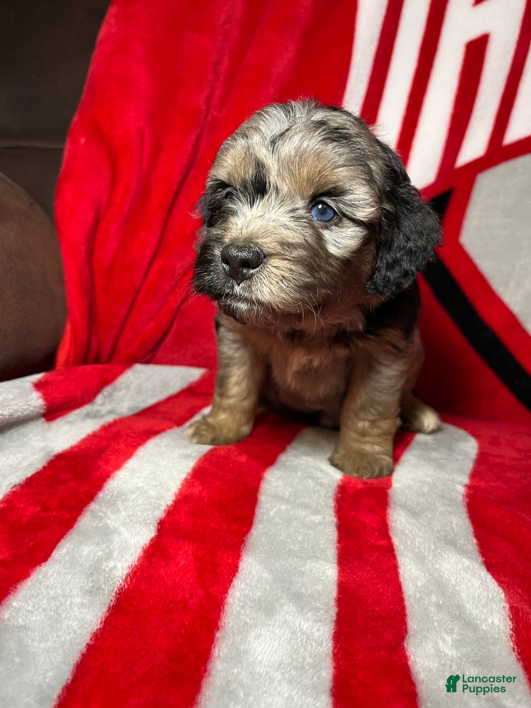 Mini Aussiedoodle dogs for sale: Canary - Image 5