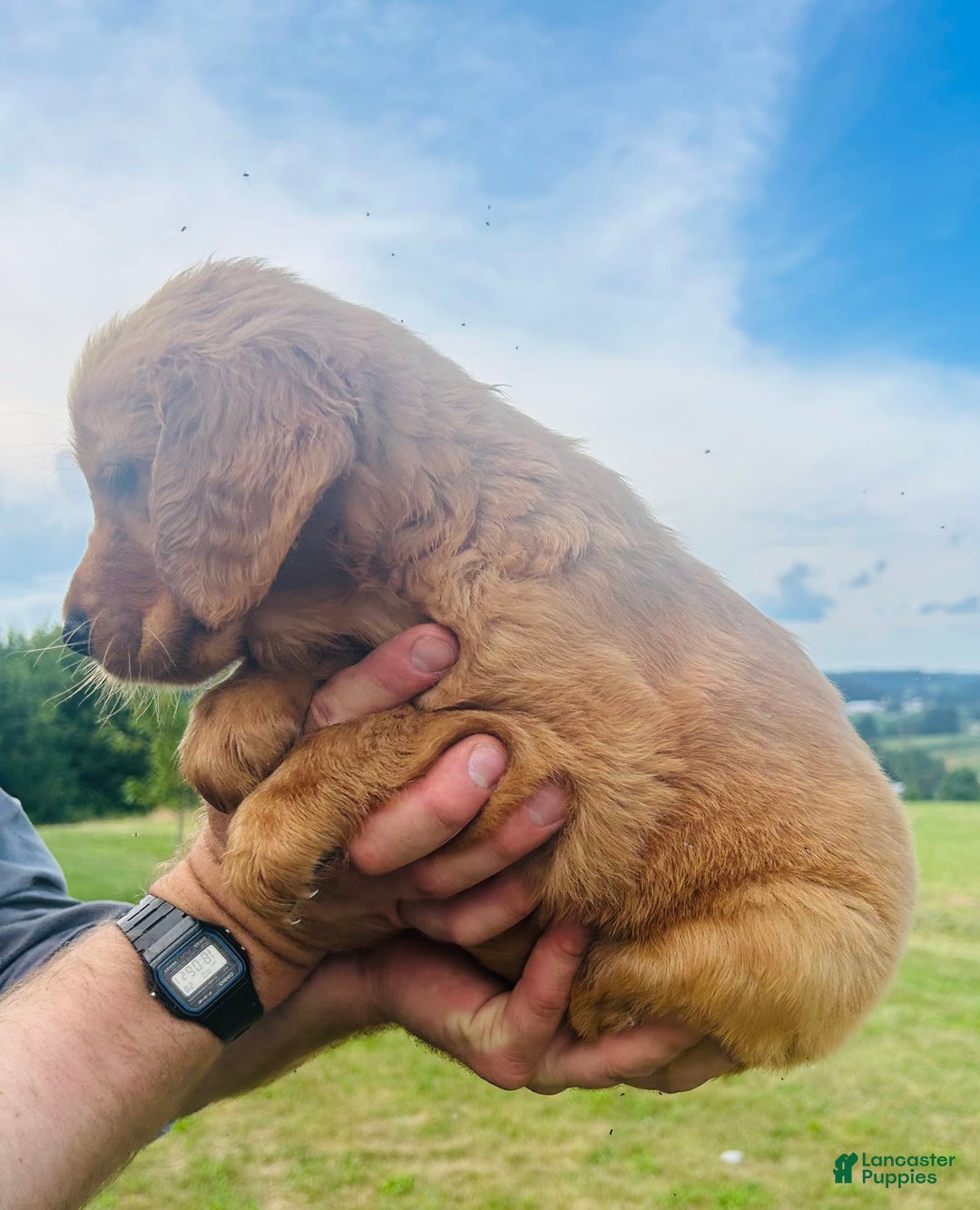 Golden Retriever dogs for sale: Rascal - Image 17
