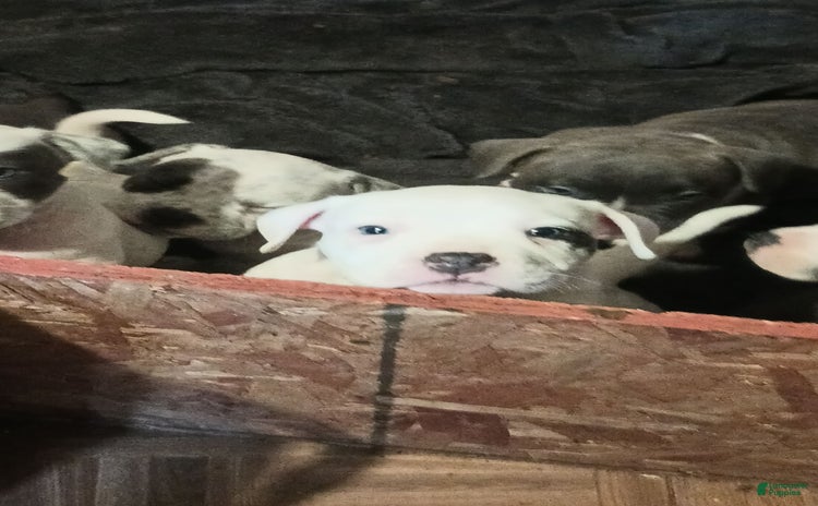 American Bully dogs for sale - Ad 5