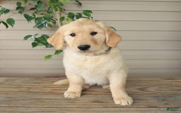 Golden Retriever dogs for sale: April - Image 2