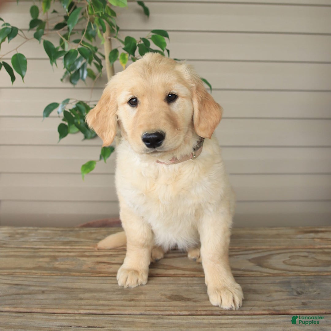 Golden Retriever dogs for sale: April - Image 2