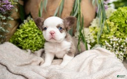 French Bulldog dogs for sale: Diamond - Image 7
