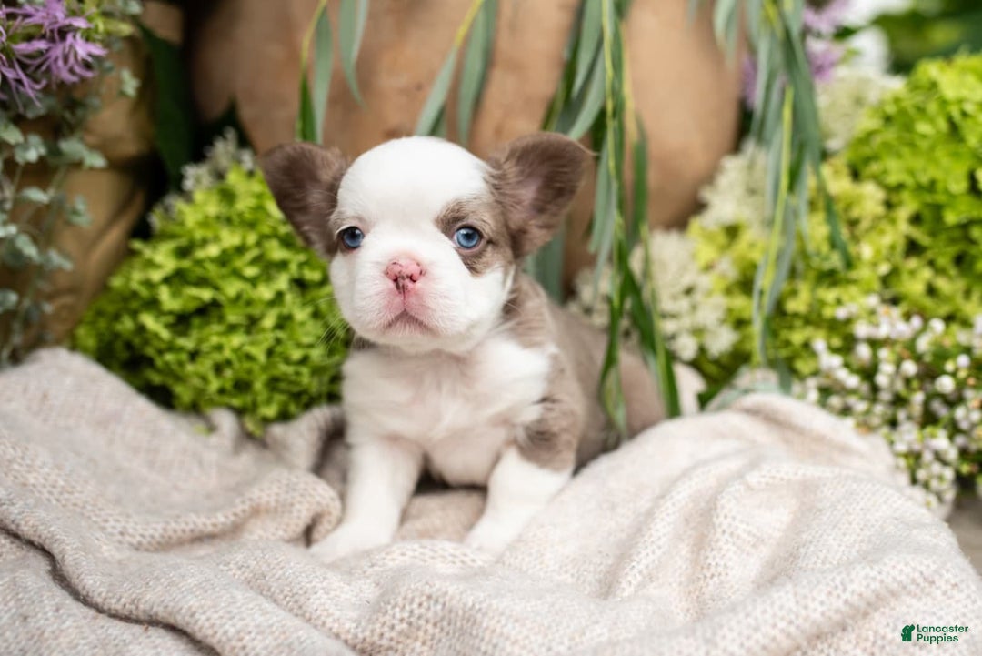 French Bulldog dogs for sale: Diamond - Image 7