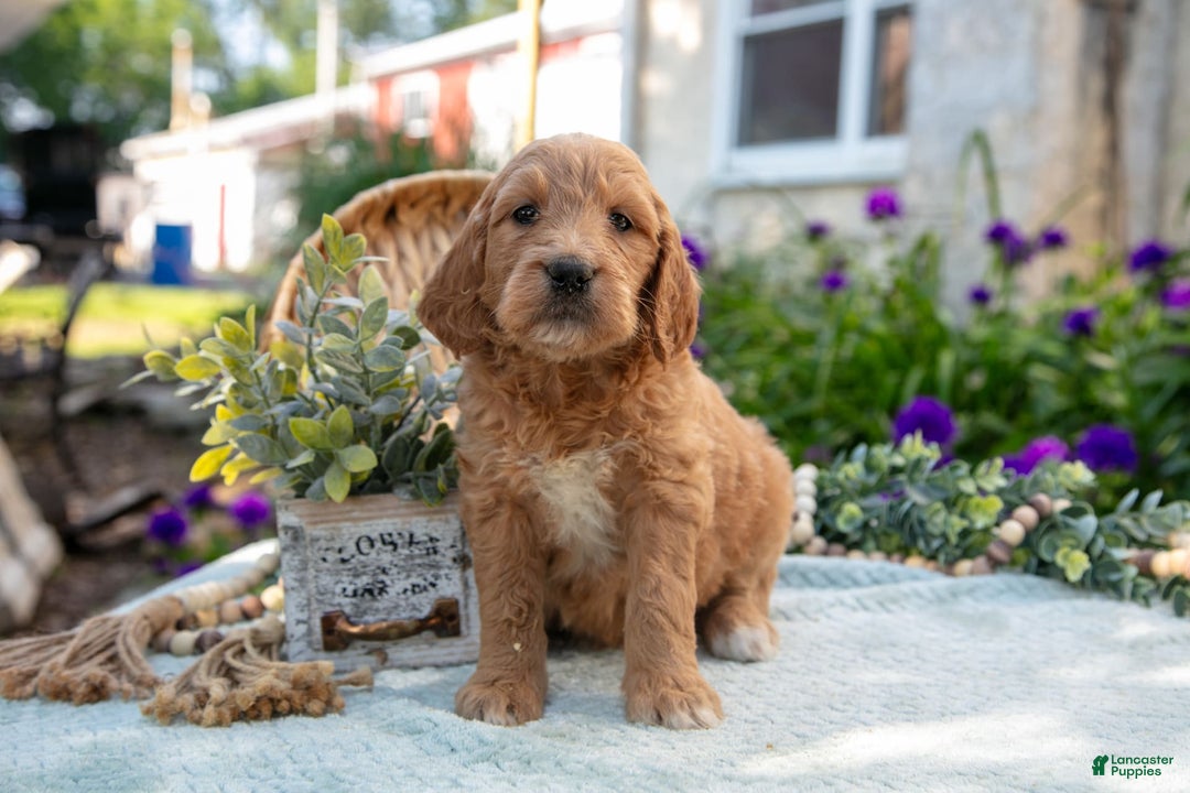 Goldendoodle dogs for sale: Tawny - Image 2