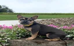 French Bulldog dogs for sale: Ryder - Image 11