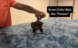 Rottweiler dogs for sale: Brown Collar - Image 4