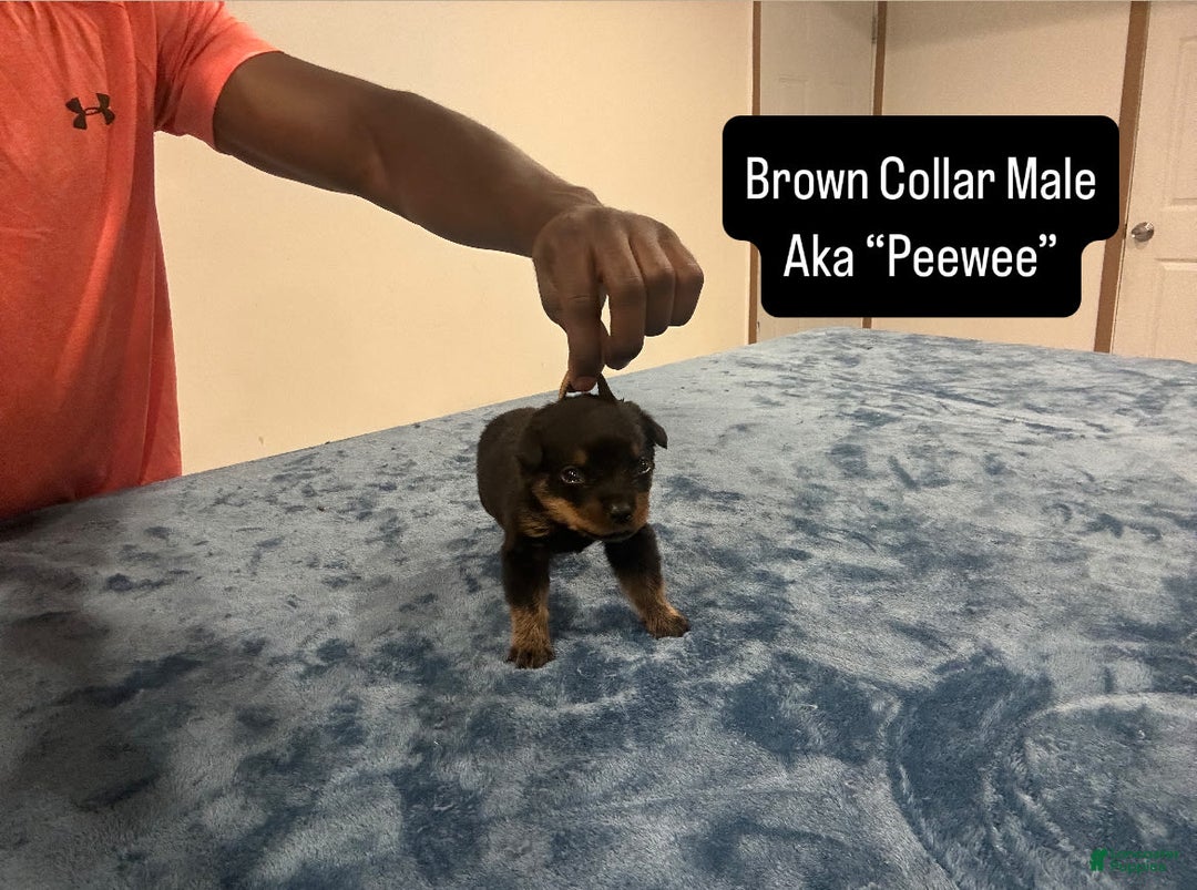 Rottweiler dogs for sale: Brown Collar - Image 4