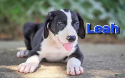 Great Dane dogs for sale: Leah - Image 2