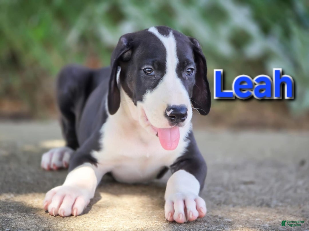 Great Dane dogs for sale: Leah - Image 2