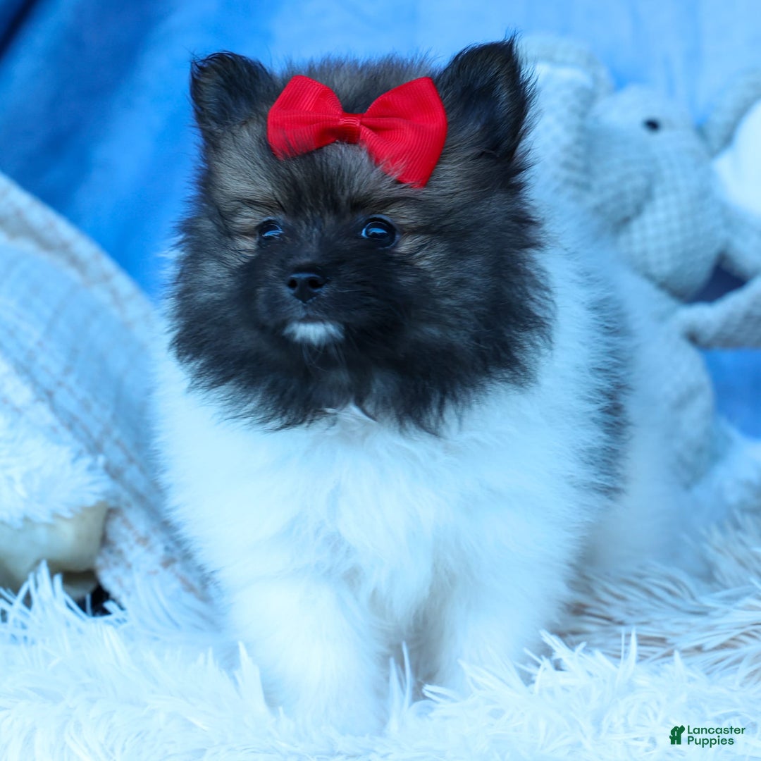 Pomeranian dogs for sale: Betzy - Image 7