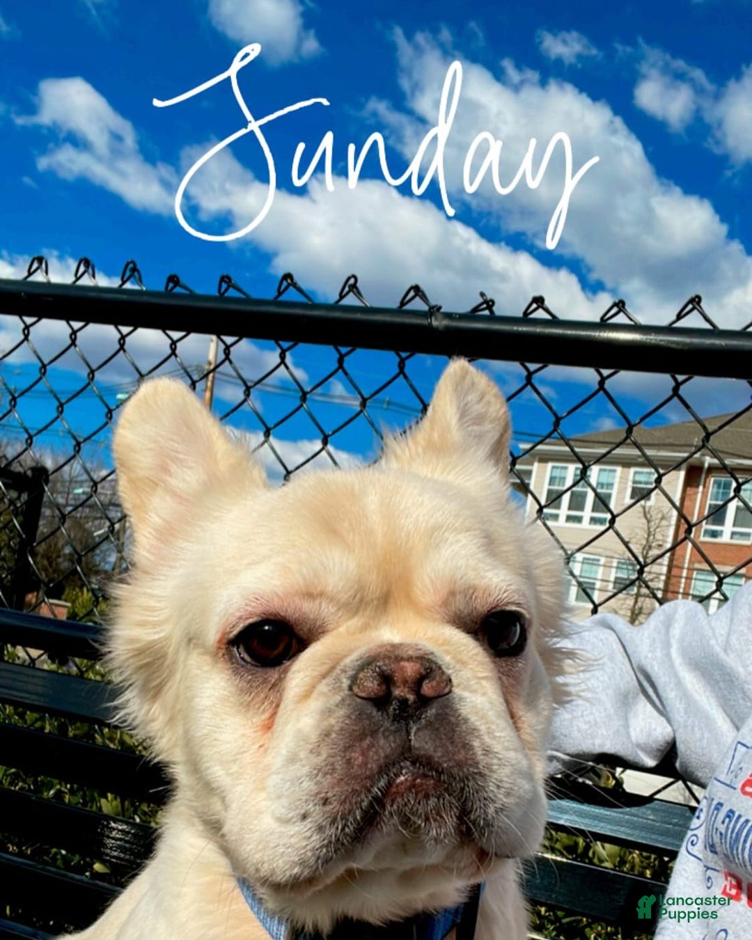 French Bulldog dogs for stud: Whiskey - Image 2