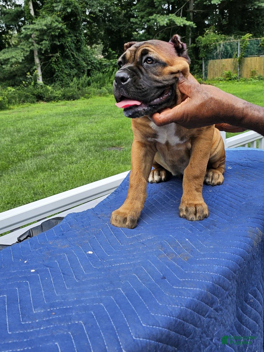 Cane Corso dogs for sale: Coco - Image 7