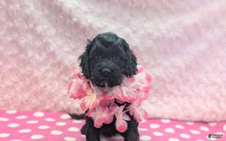 Cockapoo dogs for sale: Emily - Image 12