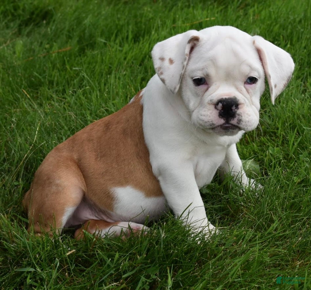 Beabull dogs for sale: Tessa - Image 14