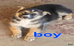 Gerberian Shepsky dogs for sale: Boy 2 - Image 1