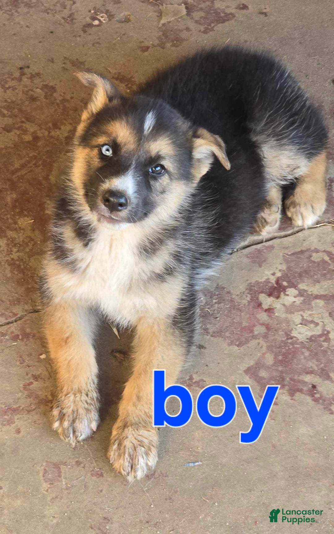 Gerberian Shepsky dogs for sale: Boy 2 - Image 1