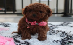 Toy Poodle dogs for sale: Honey - Image 4