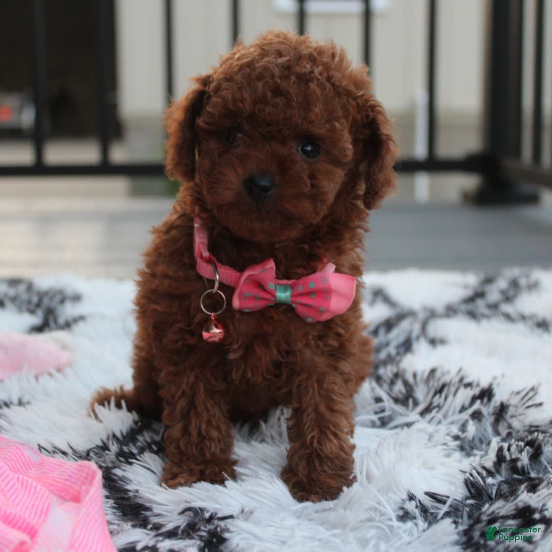 Toy Poodle dogs for sale: Honey - Image 4