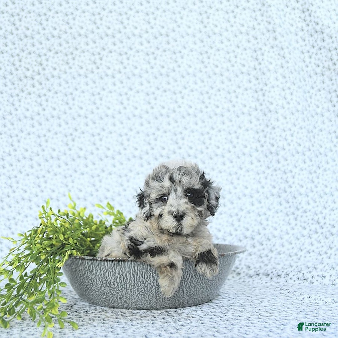 Mini Goldendoodle dogs for sale: Kash - Image 14