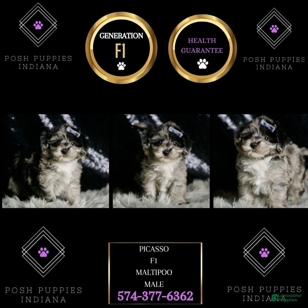 Maltipoo dogs for sale: Picasso - Image 6