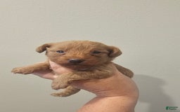Yorkiepoo dogs for sale: Red - Image 3