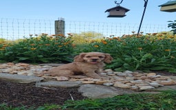 Cocker Spaniel dogs for sale: Bonnie - Image 4