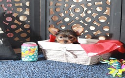 Yorkshire Terrier dogs for sale: Yorkshire Terrier 3 puppies - Image 11