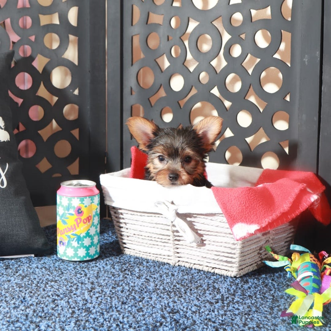 Yorkshire Terrier dogs for sale: Yorkshire Terrier 3 puppies - Image 11
