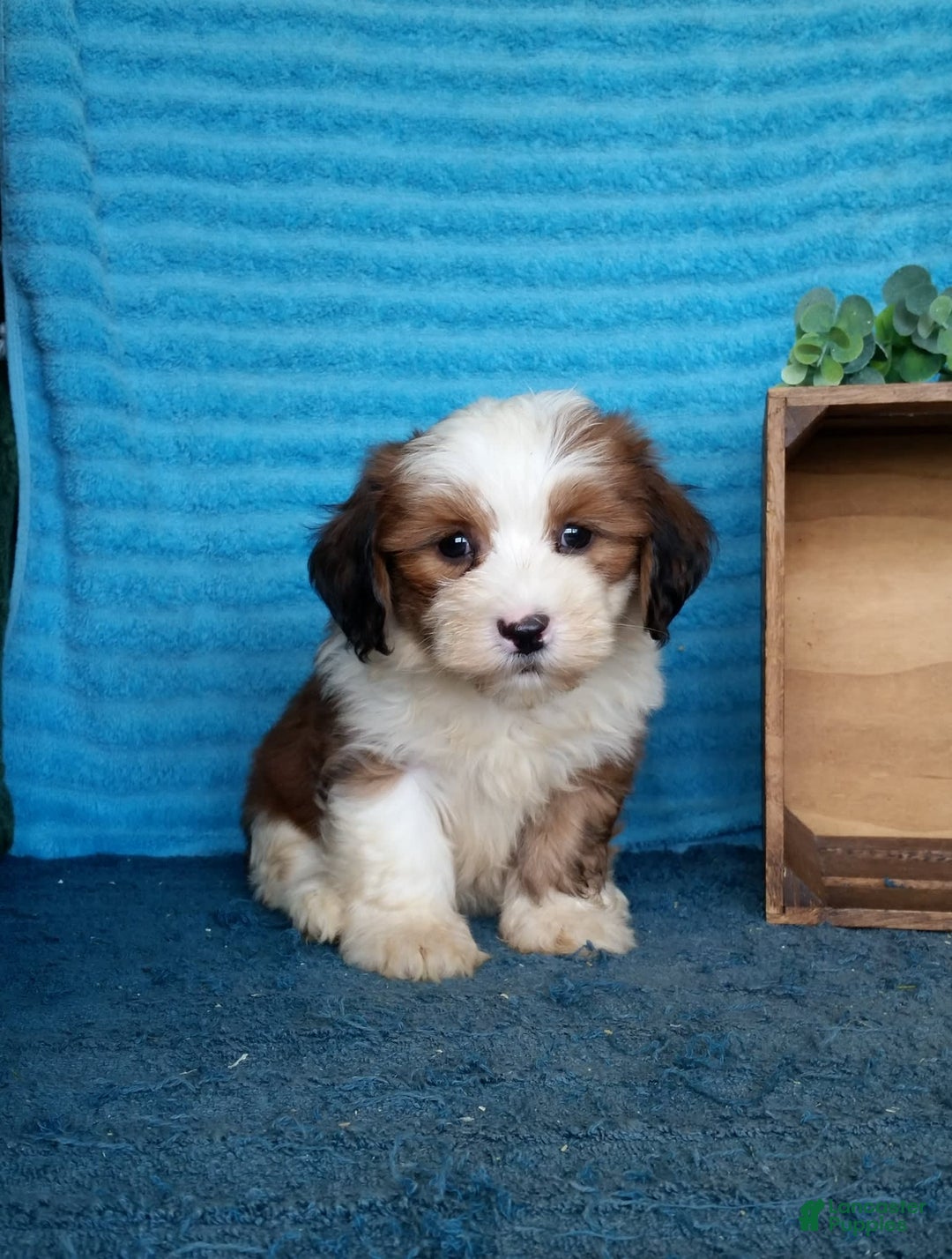 Havanese dogs for sale: Dolly - Image 2