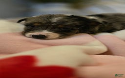 Labrador Retriever dogs for sale: Jeter - Image 4