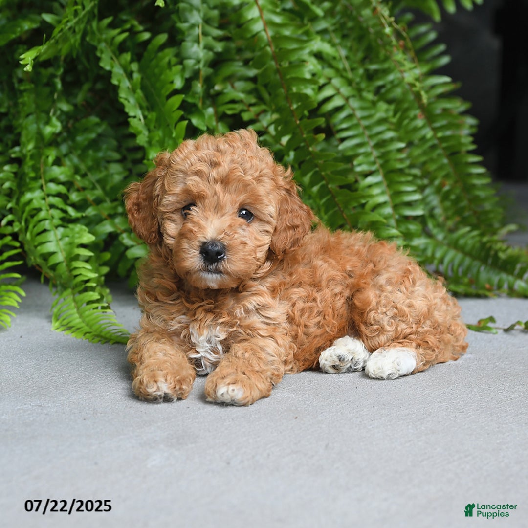 Miniature Poodle dogs for sale: Denver - Image 2