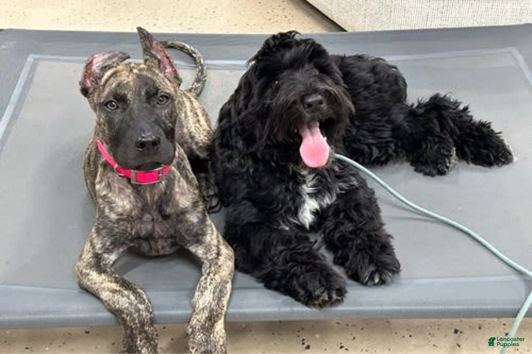Presa Canario dogs for sale: Rose - Image 1