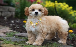 Miniature Poodle dogs for sale: Jazz - Image 23